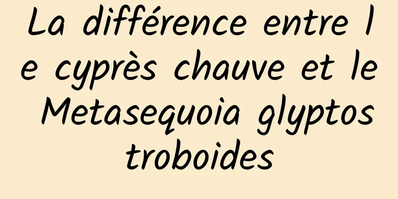 La différence entre le cyprès chauve et le Metasequoia glyptostroboides