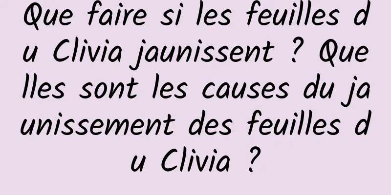 Que faire si les feuilles du Clivia jaunissent ? Quelles sont les causes du jaunissement des feuilles du Clivia ?