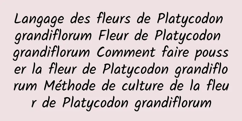 Langage des fleurs de Platycodon grandiflorum Fleur de Platycodon grandiflorum Comment faire pousser la fleur de Platycodon grandiflorum Méthode de culture de la fleur de Platycodon grandiflorum