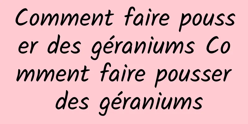 Comment faire pousser des géraniums Comment faire pousser des géraniums