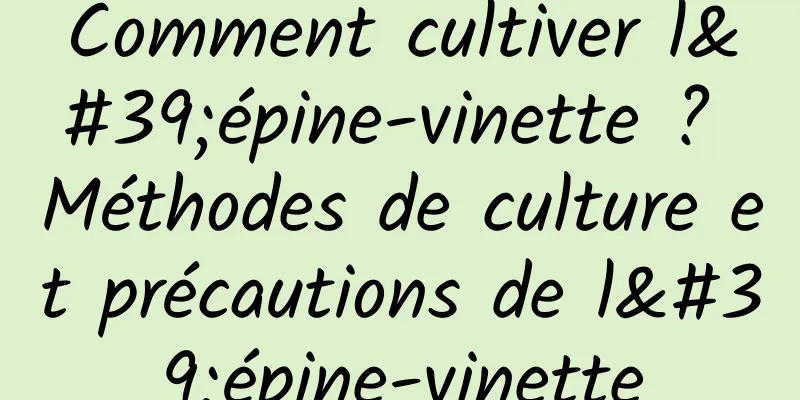 Comment cultiver l'épine-vinette ? Méthodes de culture et précautions de l'épine-vinette