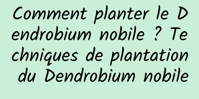 Comment planter le Dendrobium nobile ? Techniques de plantation du Dendrobium nobile