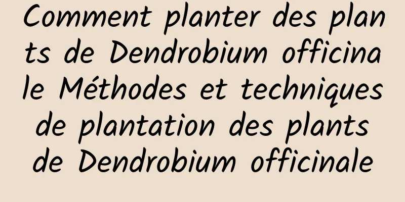 Comment planter des plants de Dendrobium officinale Méthodes et techniques de plantation des plants de Dendrobium officinale