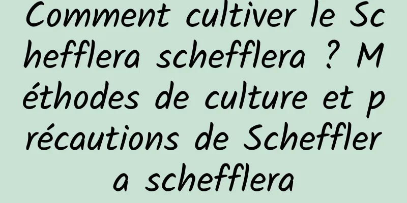 Comment cultiver le Schefflera schefflera ? Méthodes de culture et précautions de Schefflera schefflera