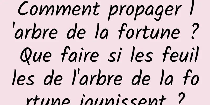 Comment propager l'arbre de la fortune ? Que faire si les feuilles de l'arbre de la fortune jaunissent ?