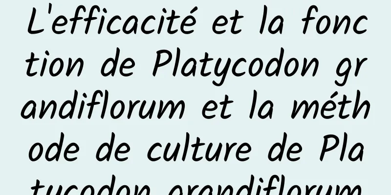 L'efficacité et la fonction de Platycodon grandiflorum et la méthode de culture de Platycodon grandiflorum