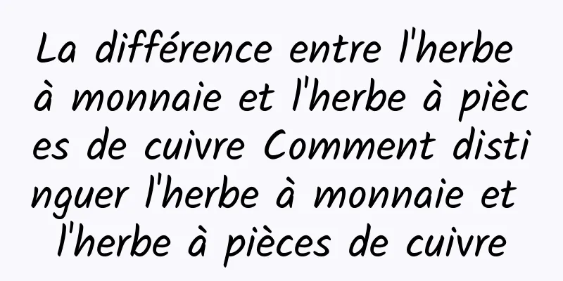 La différence entre l'herbe à monnaie et l'herbe à pièces de cuivre Comment distinguer l'herbe à monnaie et l'herbe à pièces de cuivre