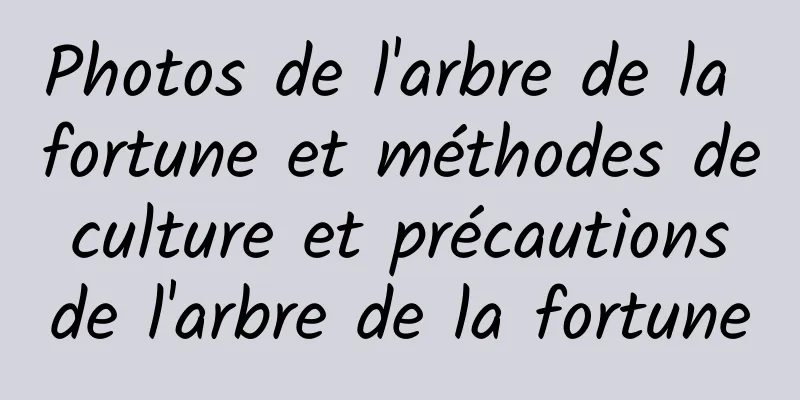 Photos de l'arbre de la fortune et méthodes de culture et précautions de l'arbre de la fortune