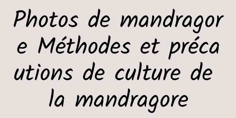 Photos de mandragore Méthodes et précautions de culture de la mandragore