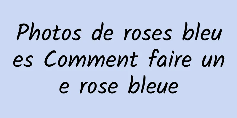 Photos de roses bleues Comment faire une rose bleue