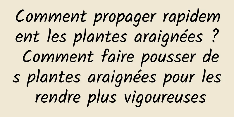 Comment propager rapidement les plantes araignées ? Comment faire pousser des plantes araignées pour les rendre plus vigoureuses