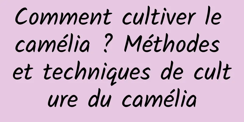 Comment cultiver le camélia ? Méthodes et techniques de culture du camélia