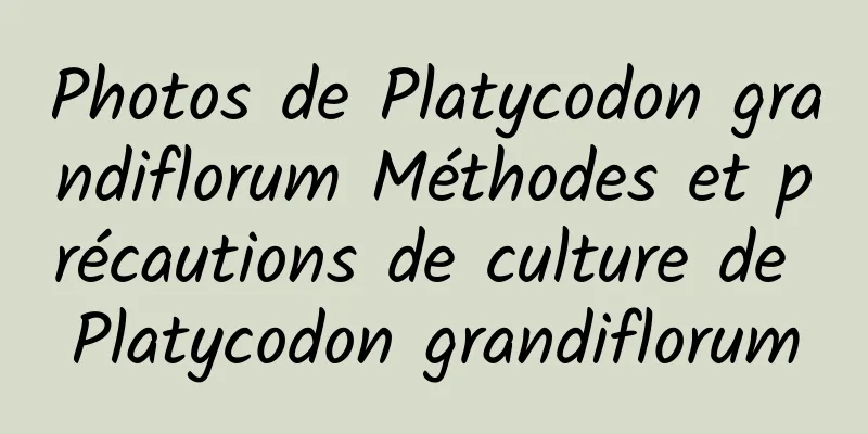 Photos de Platycodon grandiflorum Méthodes et précautions de culture de Platycodon grandiflorum