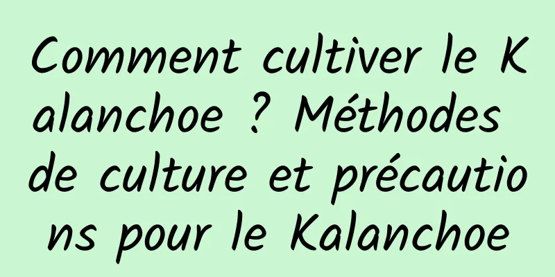 Comment cultiver le Kalanchoe ? Méthodes de culture et précautions pour le Kalanchoe