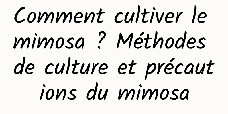 Comment cultiver le mimosa ? Méthodes de culture et précautions du mimosa