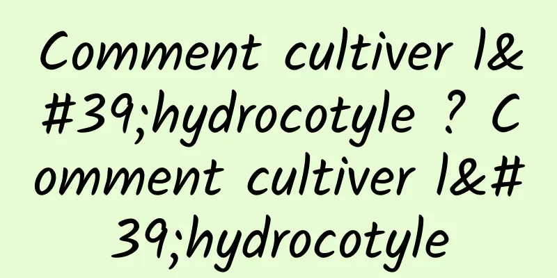 Comment cultiver l'hydrocotyle ? Comment cultiver l'hydrocotyle