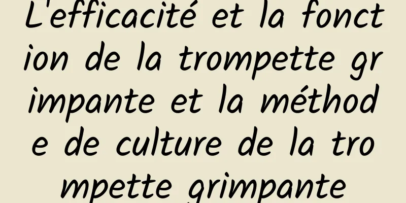 L'efficacité et la fonction de la trompette grimpante et la méthode de culture de la trompette grimpante