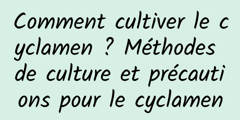 Comment cultiver le cyclamen ? Méthodes de culture et précautions pour le cyclamen