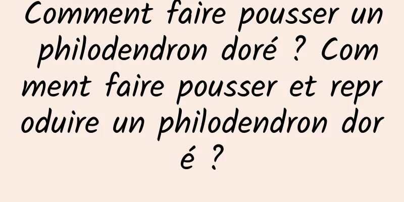 Comment faire pousser un philodendron doré ? Comment faire pousser et reproduire un philodendron doré ?