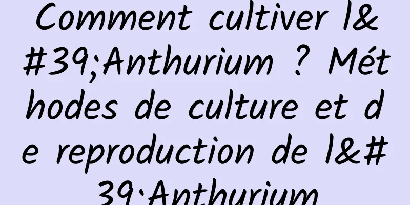 Comment cultiver l'Anthurium ? Méthodes de culture et de reproduction de l'Anthurium