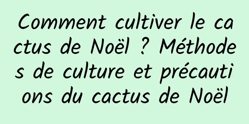 Comment cultiver le cactus de Noël ? Méthodes de culture et précautions du cactus de Noël