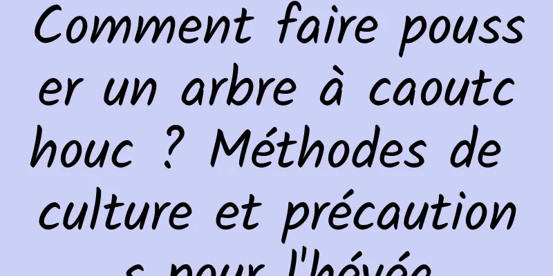 Comment faire pousser un arbre à caoutchouc ? Méthodes de culture et précautions pour l'hévéa