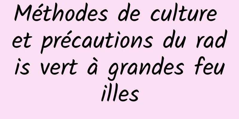 Méthodes de culture et précautions du radis vert à grandes feuilles