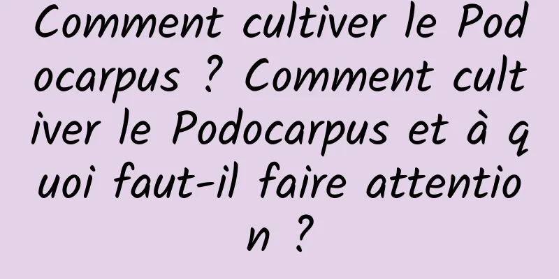 Comment cultiver le Podocarpus ? Comment cultiver le Podocarpus et à quoi faut-il faire attention ?