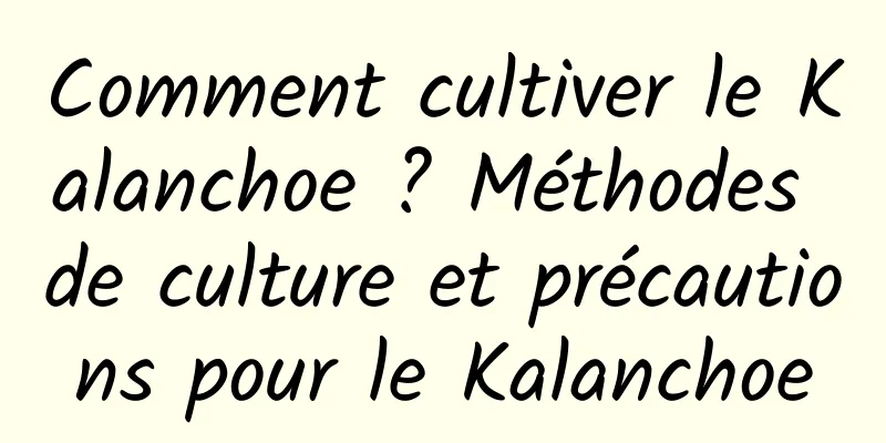 Comment cultiver le Kalanchoe ? Méthodes de culture et précautions pour le Kalanchoe