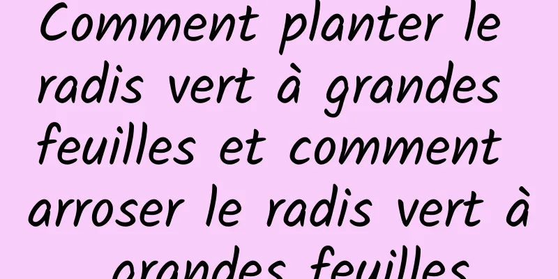 Comment planter le radis vert à grandes feuilles et comment arroser le radis vert à grandes feuilles