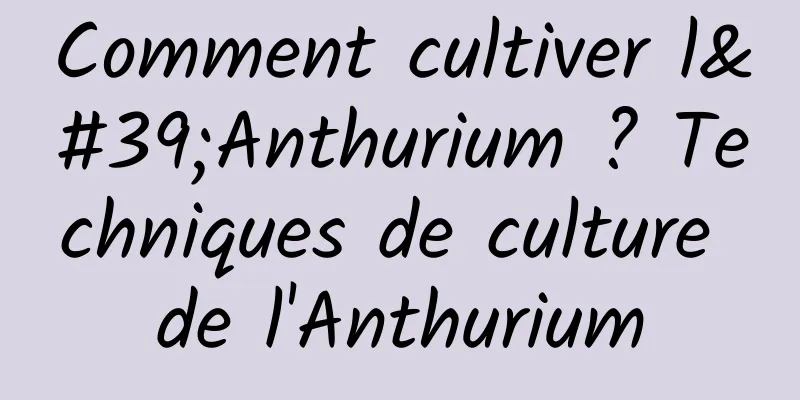 Comment cultiver l'Anthurium ? Techniques de culture de l'Anthurium