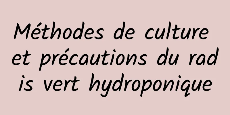 Méthodes de culture et précautions du radis vert hydroponique