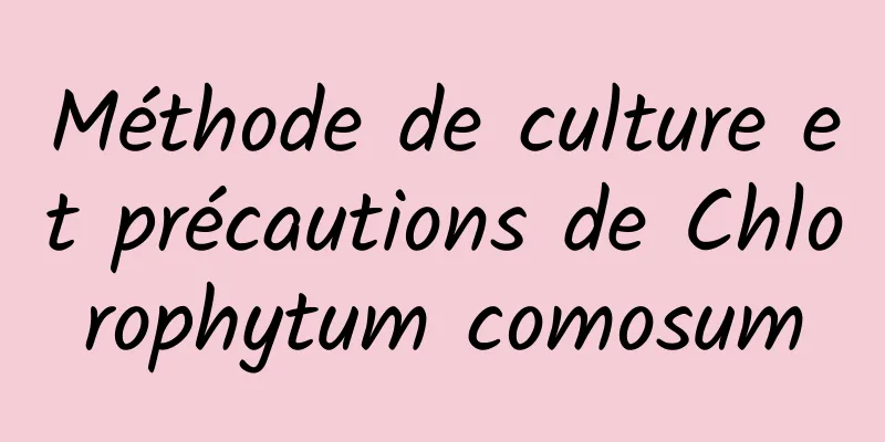 Méthode de culture et précautions de Chlorophytum comosum