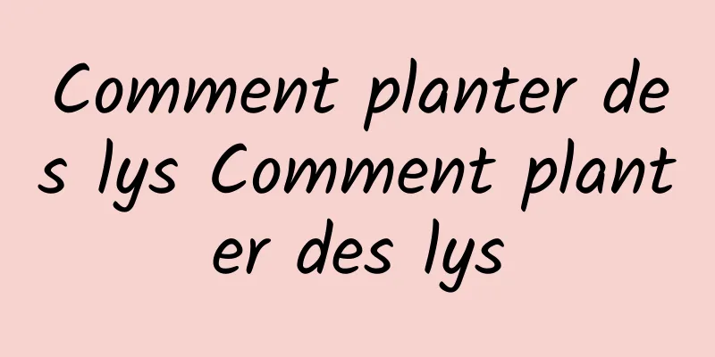 Comment planter des lys Comment planter des lys