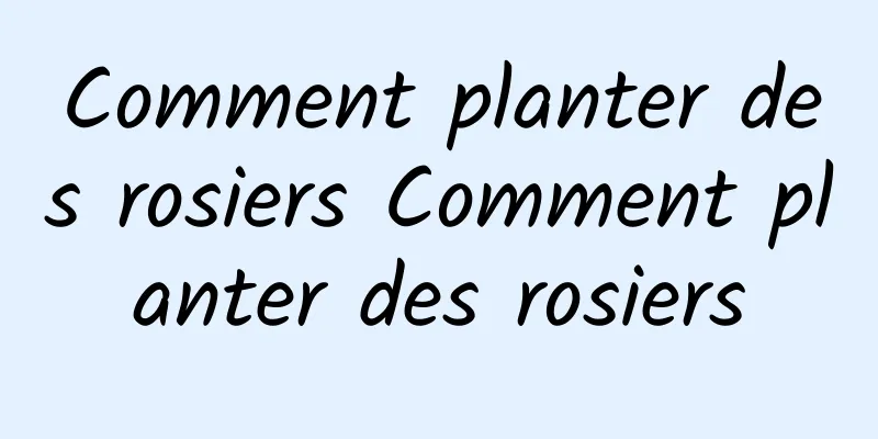 Comment planter des rosiers Comment planter des rosiers