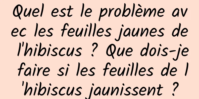 Quel est le problème avec les feuilles jaunes de l'hibiscus ? Que dois-je faire si les feuilles de l'hibiscus jaunissent ?