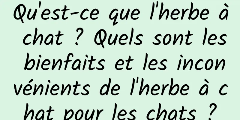 Qu'est-ce que l'herbe à chat ? Quels sont les bienfaits et les inconvénients de l'herbe à chat pour les chats ?