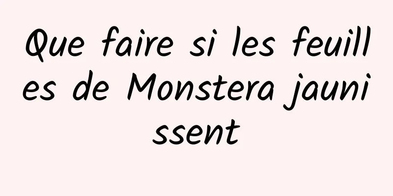 Que faire si les feuilles de Monstera jaunissent