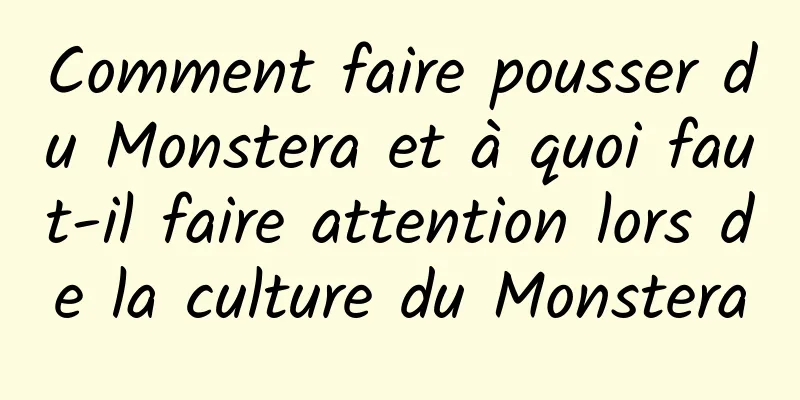 Comment faire pousser du Monstera et à quoi faut-il faire attention lors de la culture du Monstera