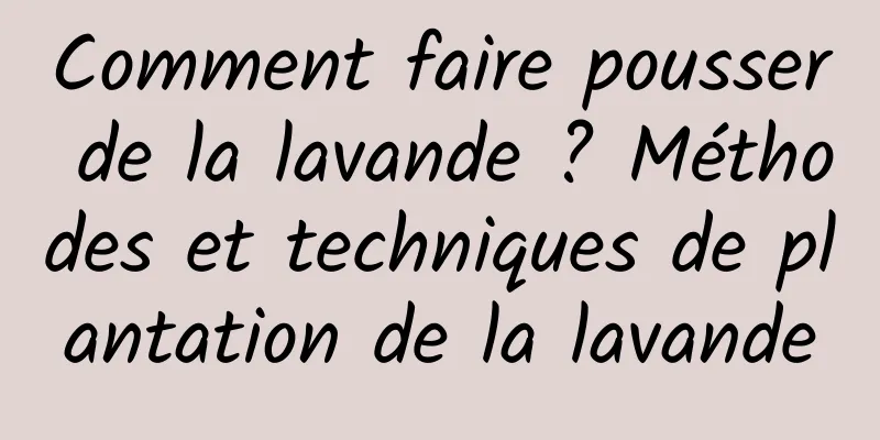 Comment faire pousser de la lavande ? Méthodes et techniques de plantation de la lavande