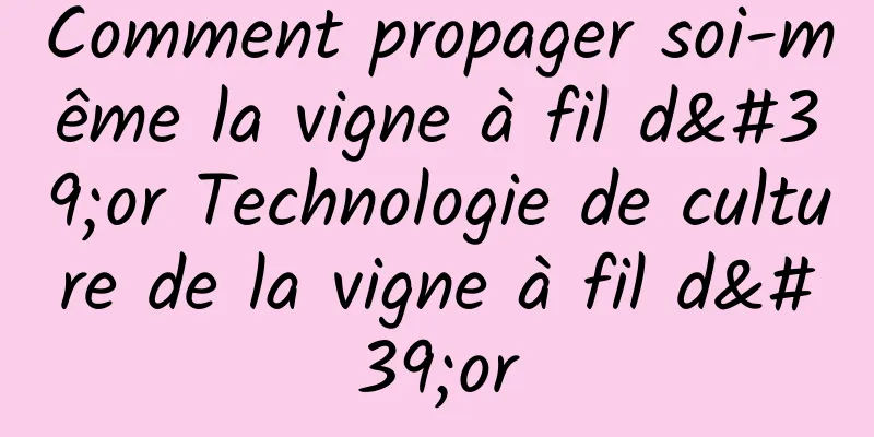 Comment propager soi-même la vigne à fil d'or Technologie de culture de la vigne à fil d'or