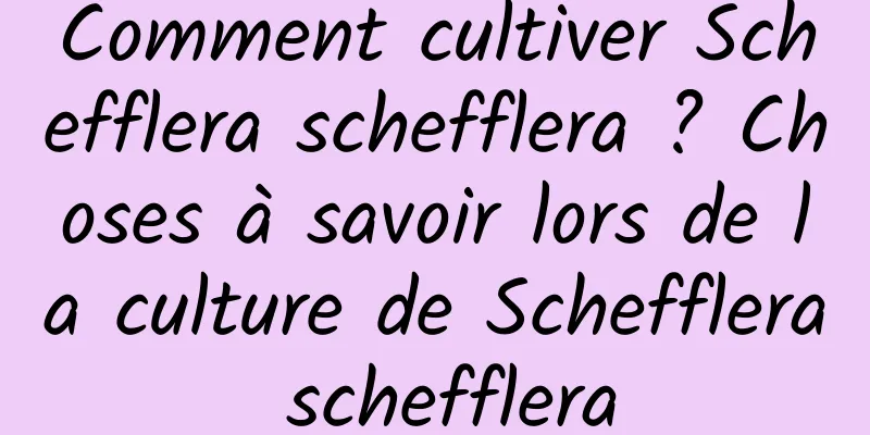 Comment cultiver Schefflera schefflera ? Choses à savoir lors de la culture de Schefflera schefflera