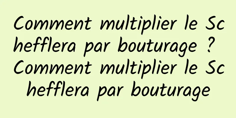 Comment multiplier le Schefflera par bouturage ? Comment multiplier le Schefflera par bouturage