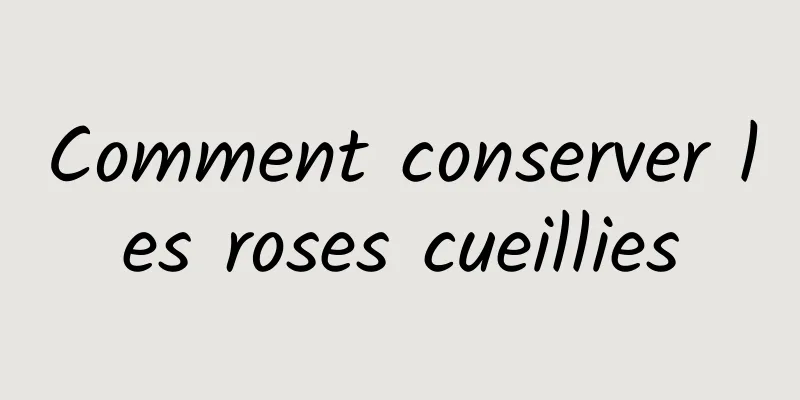 Comment conserver les roses cueillies