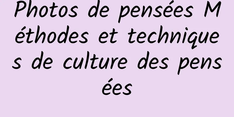 Photos de pensées Méthodes et techniques de culture des pensées