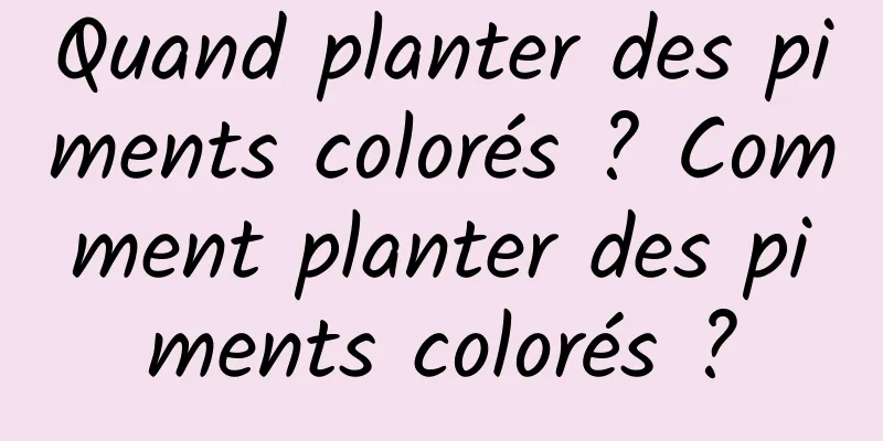 Quand planter des piments colorés ? Comment planter des piments colorés ?