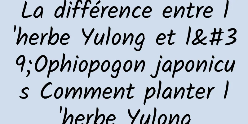 La différence entre l'herbe Yulong et l'Ophiopogon japonicus Comment planter l'herbe Yulong