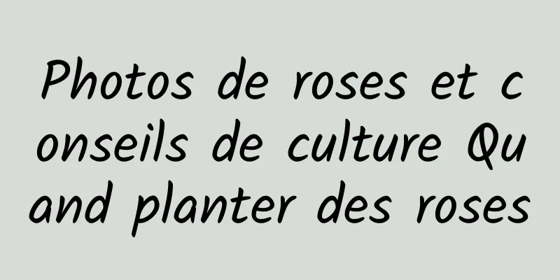 Photos de roses et conseils de culture Quand planter des roses