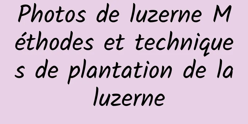 Photos de luzerne Méthodes et techniques de plantation de la luzerne