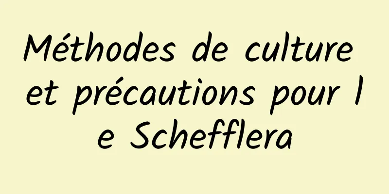 Méthodes de culture et précautions pour le Schefflera